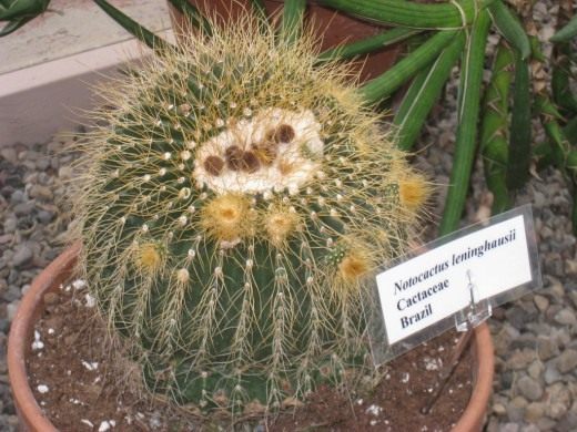 Notocactus is just a Parody