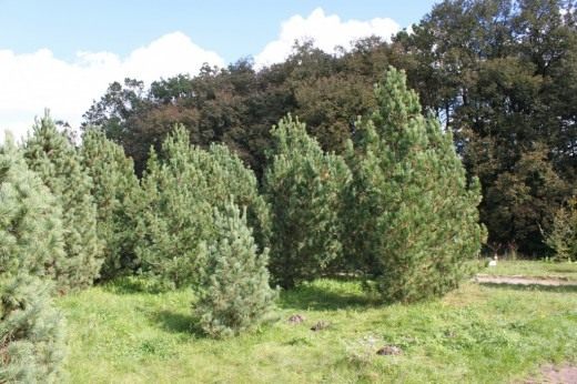 Cedar is a tree for children and grandchildren