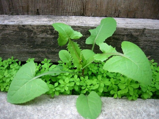 Sow thistle is a noxious weed