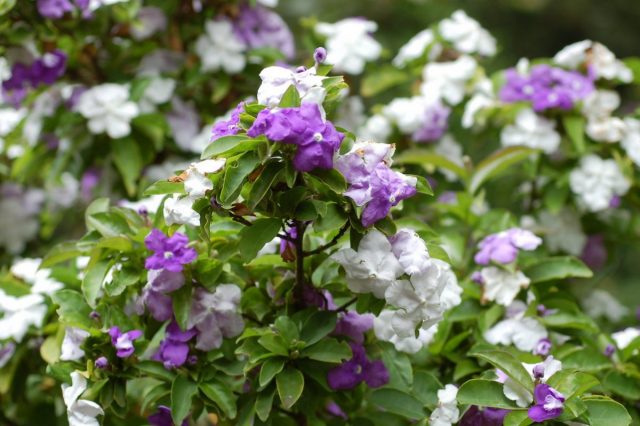 Brunfelsia – a changeable flower with a magical scent