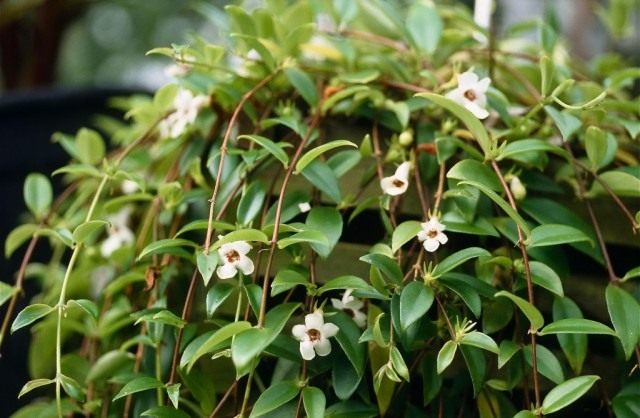 Codonanta is an elegant indoor tree climber.