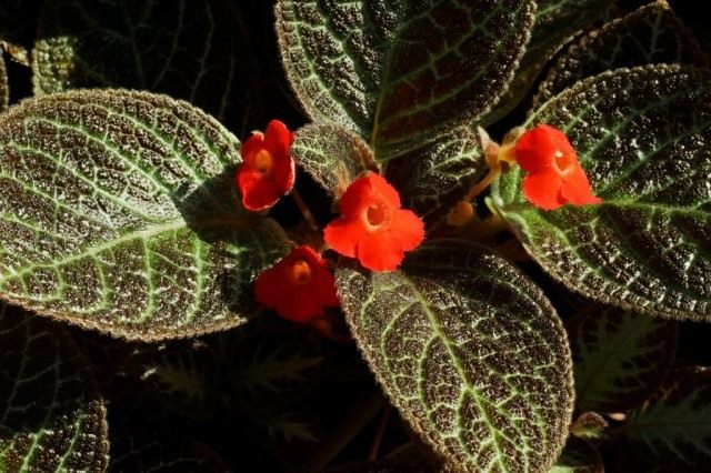 Episcia is a classic that never goes out of fashion