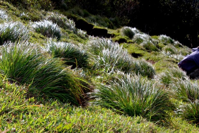 Polevichka is the queen of arrangements and landscape thickets