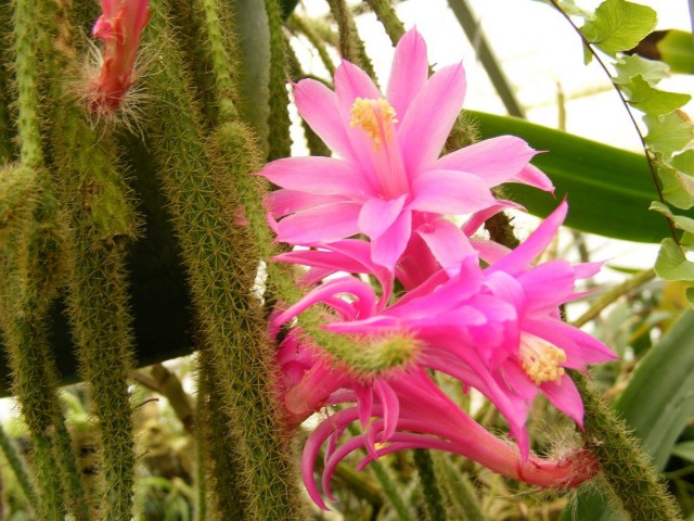 Aporocactus – “rat tail” with luxurious flowers