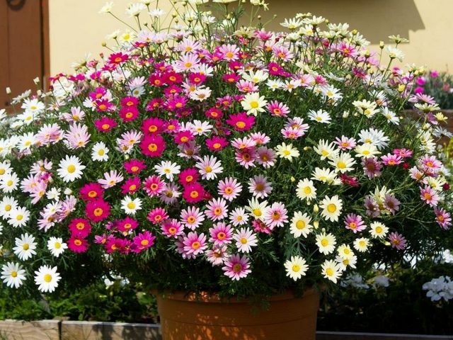 Argyranthemum is a shrub with abundant flowering