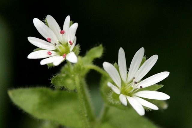 Woodlice – medicinal weather forecaster