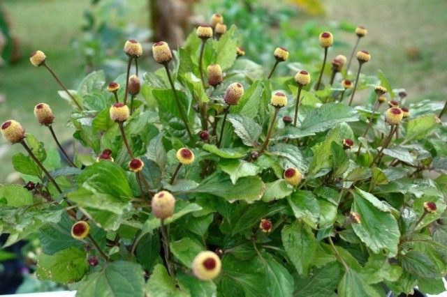 Spilanthes – oil cress with curious flower heads