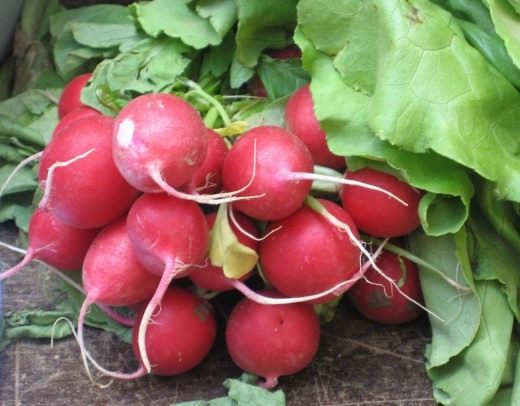 Radish is an unpretentious spring favorite