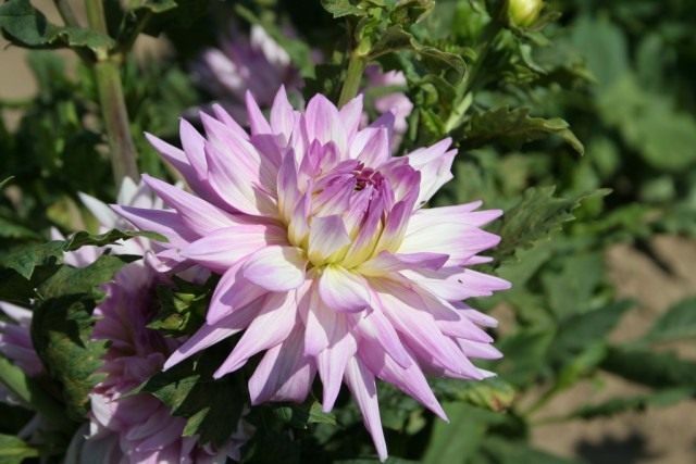 Dahlias – planting, fertilizing, shaping