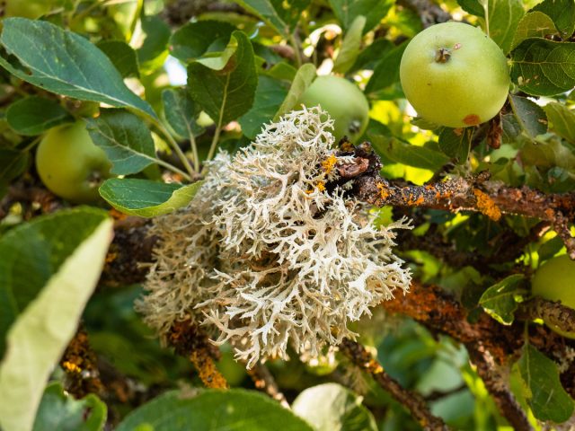 Lichens – why do they grow on fruit trees and how to get rid of them?