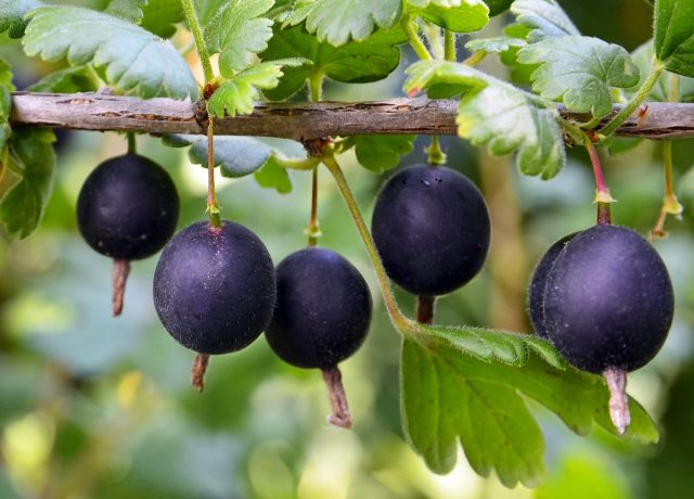 Jostaberry – Why I Preferred It to Gooseberry