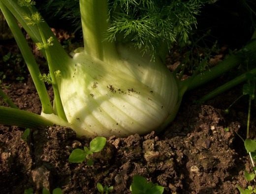 Fennel is almost like dill
