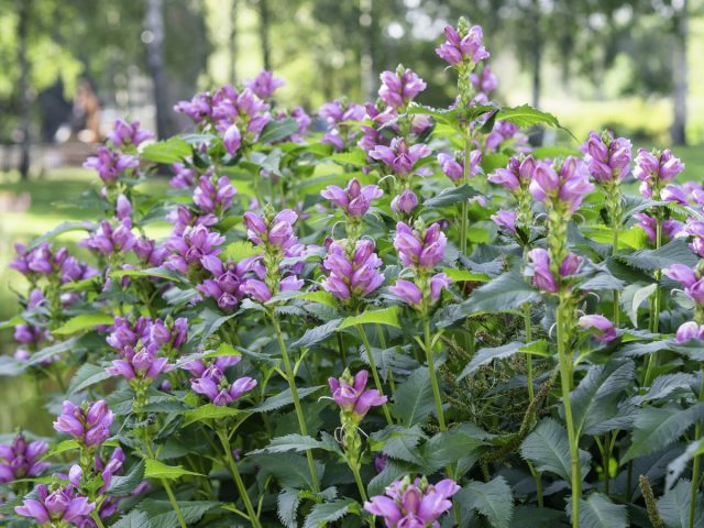 Helone – a rare star of the autumn flower garden