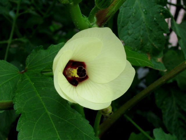 Okra is a relative of the mallow