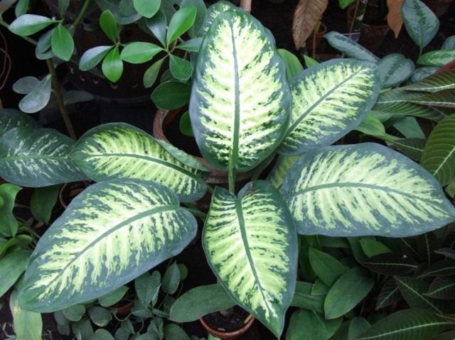 Dieffenbachia – care secrets