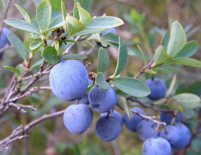 Blueberries – varieties, planting and care