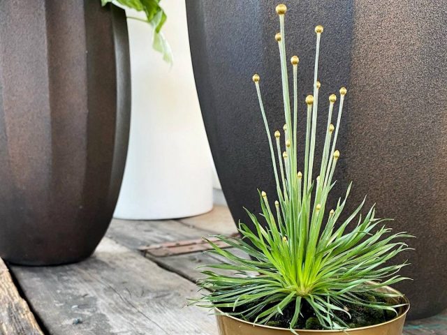 Syngonanthus – an ultra-modern indoor grass