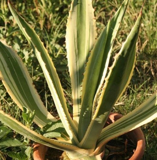 Agave – exotic at home